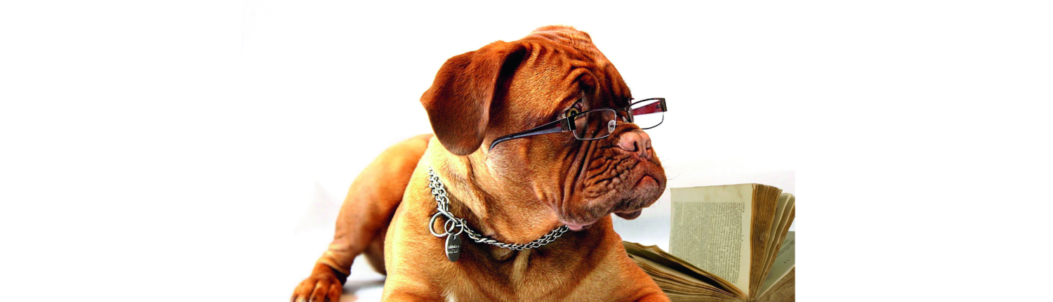 HP Hund Wissen