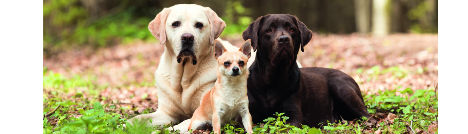 HP Mäuse Hundefreizeit